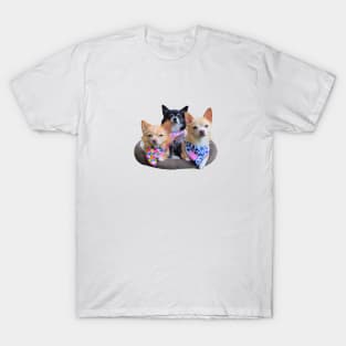 Chihuahua Trio T-Shirt